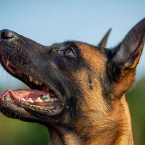 Condamnation pour cruauté envers un chien