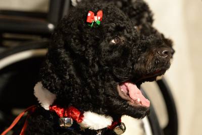 Décès de Sunny, le chien de Barack Obama