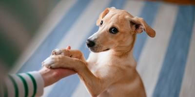Tremblement de la patte chez le chien lors des caresses