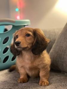 Test de l'aliment complémentaire Cazomag par la mascotte de Woopets