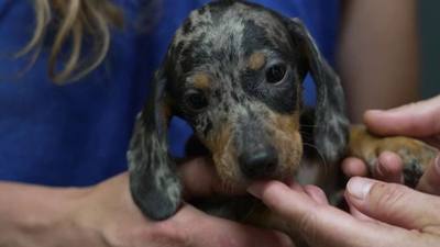 Céline Dion présente son nouveau chien