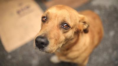 Record d'abandons d'animaux en 2026
