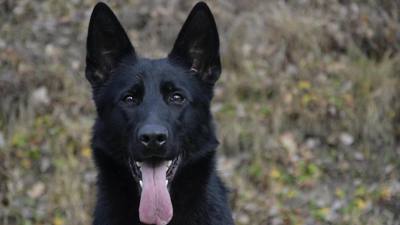 Chasseur jugé pour avoir abattu un chien pris pour un sanglier