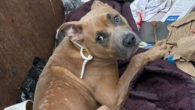 Un chien sauvé d'une benne à ordures trouve sa famille