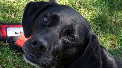 Une ancienne militaire reçoit la chienne d'assistance qu'elle a formée