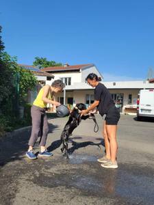 Hausse des adoptions à la SPA du Chalonnais cet été