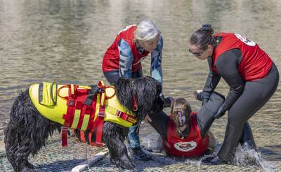 Une photographe locale co-autrice d'un livre sur les chiens