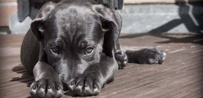 Abandon tragique d'un chien à Villedieu-les-Poêles