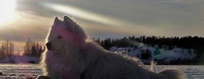 Partir à la pêche avec son chien : est-ce vraiment une bonne idée ?