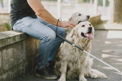 Arras : Une journée pour découvrir le rôle des chiens guides