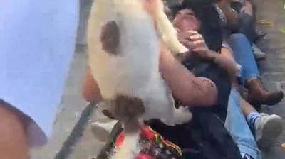 Braderie de Lille : un chien volant du côté du Nouveau Siècle