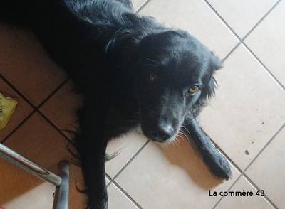 Disparition d'un chien au Mazet-Saint-Voy