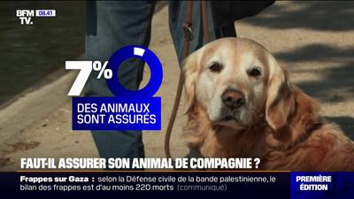 Assurance pour animaux de compagnie en 2026