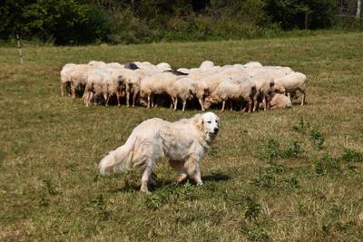 Réagir face à un chien de protection de troupeau (Patou)