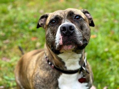 Affaire d'un chien tué au couteau à Albi