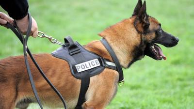 Policiers tirent sur un molosse agressif