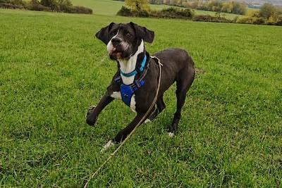 Mort tragique de Rex, un chien maltraité