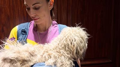 Une humoriste trouve une famille à un chien errant