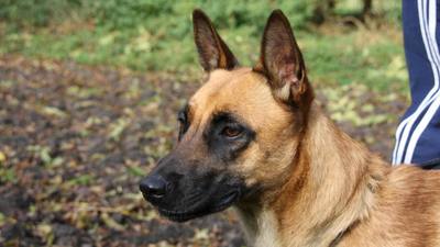 Attaque meurtrière d'un chien dans les Landes