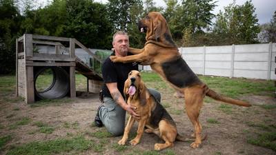 Préservation des chiens de Saint-Hubert par un éleveur nordiste