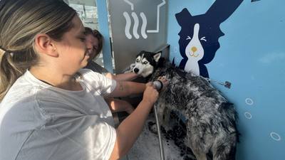 Le Wash Toutou : une station de lavage pour chiens à Pouzac