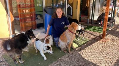 Un refuge pour chiens âgés et abandonnés près de Grasse