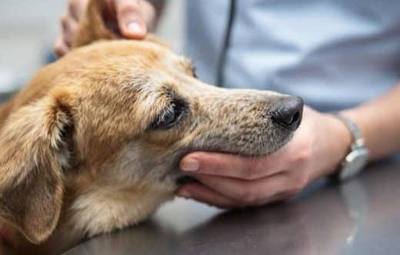 Enfant tué par deux chiens : pas de prison pour la propriétaire