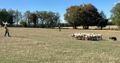 Compétition de chiens de troupeau à Foulcrey
