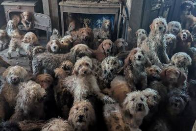 Saisie d'une centaine de chiens aux Lucs-sur-Boulogne