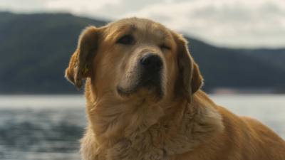 Votre chien vous imite quand vous clignez des yeux