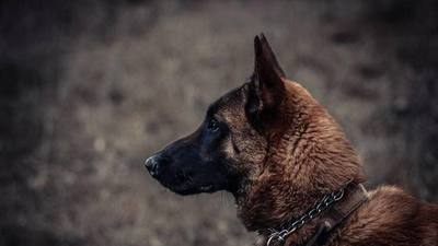 Chien traîné par un véhicule : le conducteur comparaît
