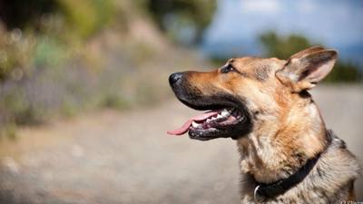 Yvelines : une meute de chiens sème la terreur