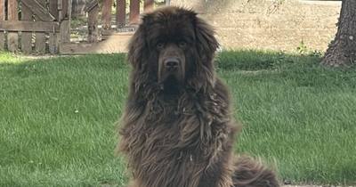 Mort de quatre chiens dans une semi-remorque