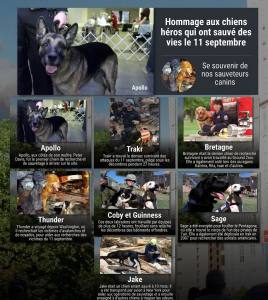 L'aide des chiens après les attentats du 11 septembre