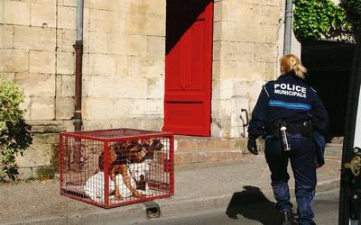 Une meute de neuf chiens tueurs terrorise un village français