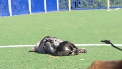 Un chien atteint de narcolepsie s'effondre lors de moments d'excitation