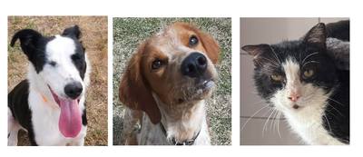 Deux jeunes chiens et un matou cette semaine !