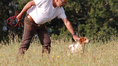 36e concours de chiens d’arrêt sur perdrix à Plouarzel