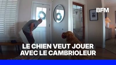 Californie : un chien de garde accueille un cambrioleur avec ses jouets