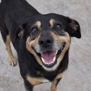 Le triste destin de Diego, le chien abandonné
