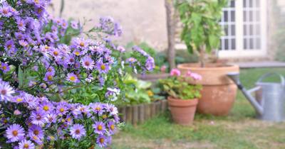 L’aster, la fleur qui refuse de voir l’été se terminer