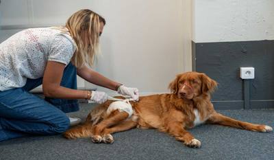 Premiers secours animaliers en entreprise