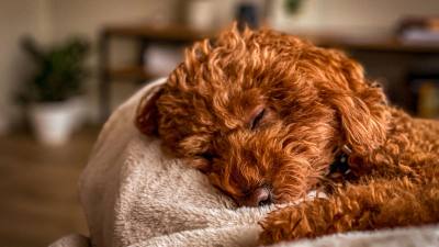Sommeil canin : le cerveau des chiens traite les sons pendant le sommeil