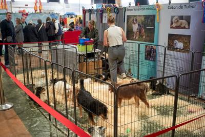 Interdiction des salons de chiots et de chatons réclamée