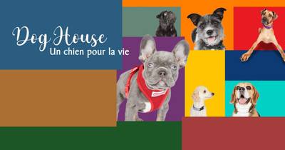 Dog house : un chien pour la vie sur M6+