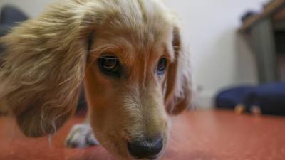 Activités pour stimuler le flair de votre chien