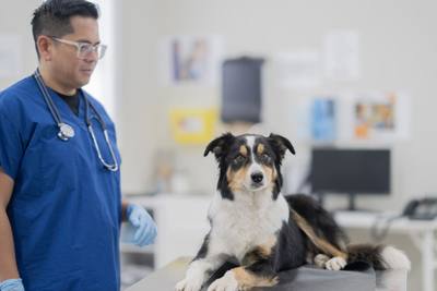 Le flair des chiens fascine les scientifiques