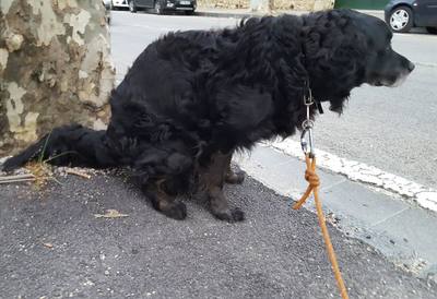 Isère : amendes pour propriétaires de chiens sans sac