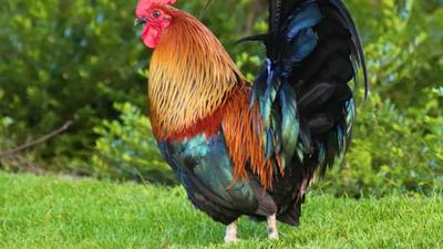 Vengeance d'un voisin : un coq face aux aboiements d'un chien