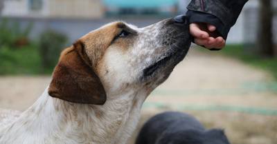 Les chiens pourraient détecter la peur via l'odeur de la sueur